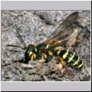 Cerceris arenaria - Sandknotenwespe w13 12mm.jpg